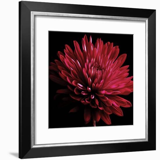 Red Chrysanthemum on Black-Tom Quartermaine-Framed Giclee Print