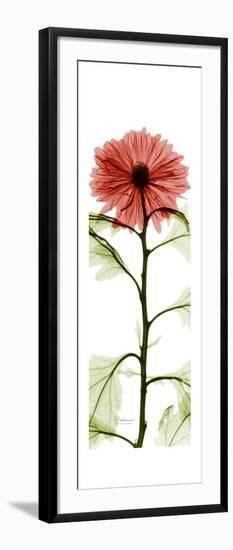 Red Chrysanthemum-Albert Koetsier-Framed Premium Giclee Print