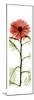 Red Chrysanthemum-Albert Koetsier-Mounted Premium Giclee Print