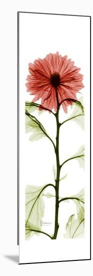 Red Chrysanthemum-Albert Koetsier-Mounted Premium Giclee Print