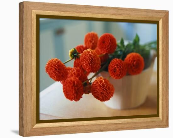 Red Chrysanthemums-Colin Anderson-Framed Premier Image Canvas