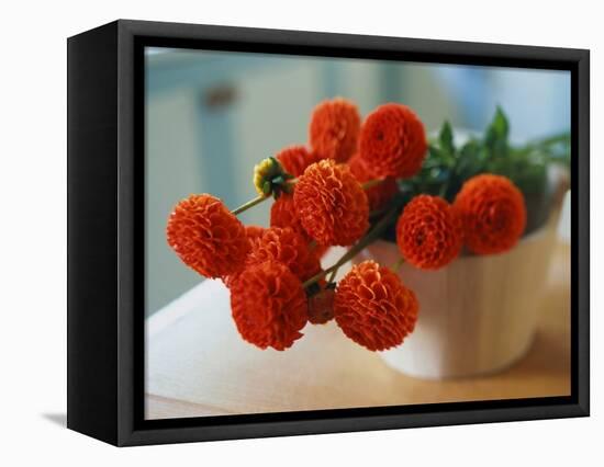 Red Chrysanthemums-Colin Anderson-Framed Premier Image Canvas