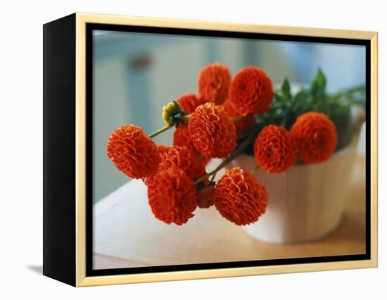 Red Chrysanthemums-Colin Anderson-Framed Premier Image Canvas