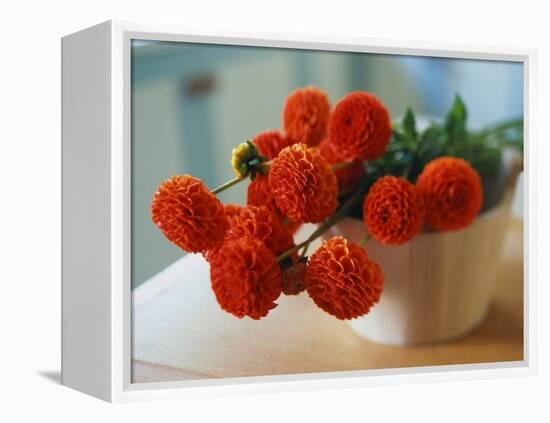 Red Chrysanthemums-Colin Anderson-Framed Premier Image Canvas