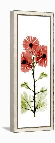 Red Chrysanthemums-Albert Koetsier-Framed Stretched Canvas
