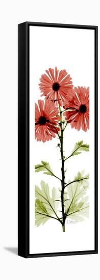 Red Chrysanthemums-Albert Koetsier-Framed Stretched Canvas