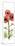 Red Chrysanthemums-Albert Koetsier-Mounted Premium Giclee Print