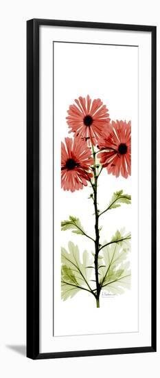 Red Chrysanthemums-Albert Koetsier-Framed Premium Giclee Print