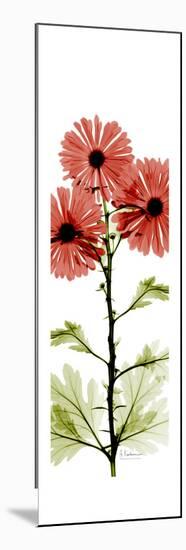 Red Chrysanthemums-Albert Koetsier-Mounted Premium Giclee Print