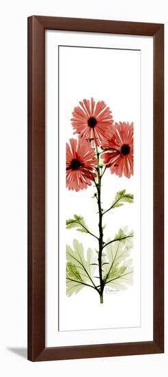 Red Chrysanthemums-Albert Koetsier-Framed Premium Giclee Print