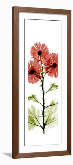 Red Chrysanthemums-Albert Koetsier-Framed Premium Giclee Print