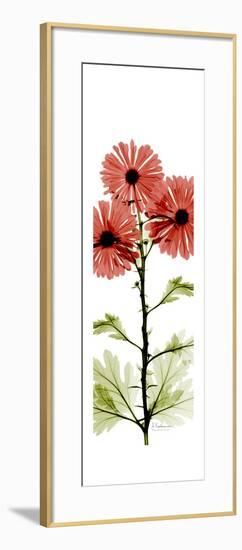 Red Chrysanthemums-Albert Koetsier-Framed Premium Giclee Print