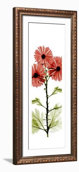 Red Chrysanthemums-Albert Koetsier-Framed Premium Giclee Print