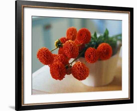 Red Chrysanthemums-Colin Anderson-Framed Photographic Print