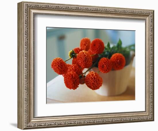 Red Chrysanthemums-Colin Anderson-Framed Photographic Print