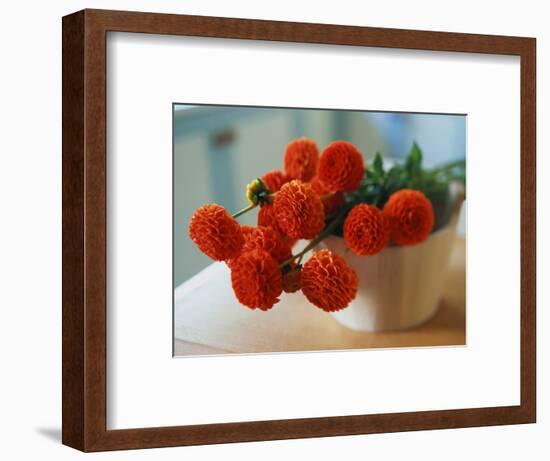 Red Chrysanthemums-Colin Anderson-Framed Photographic Print