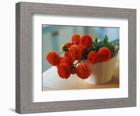 Red Chrysanthemums-Colin Anderson-Framed Photographic Print