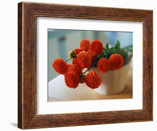 Red Chrysanthemums-Colin Anderson-Framed Photographic Print