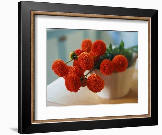 Red Chrysanthemums-Colin Anderson-Framed Photographic Print