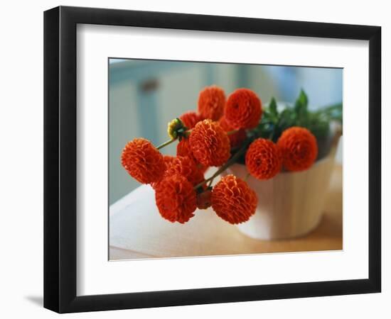 Red Chrysanthemums-Colin Anderson-Framed Photographic Print