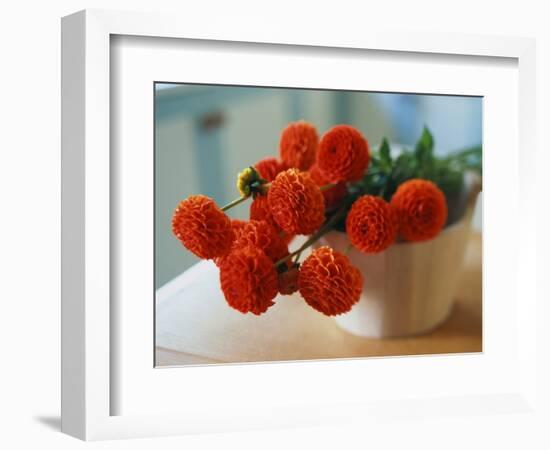 Red Chrysanthemums-Colin Anderson-Framed Photographic Print