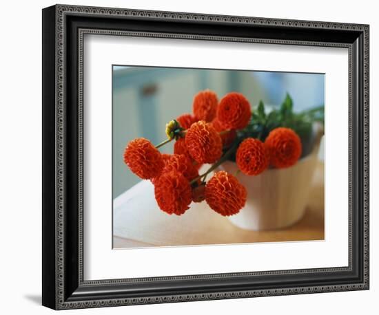 Red Chrysanthemums-Colin Anderson-Framed Photographic Print