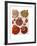 Red Clam Shells-Fab Funky-Framed Art Print