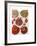 Red Clam Shells-Fab Funky-Framed Art Print