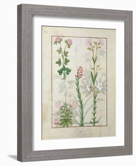 Red Clover and Aube.B: Bellidis, Onobrychis and Hyssopus, The Book of Simple Medicines-Robinet Testard-Framed Giclee Print