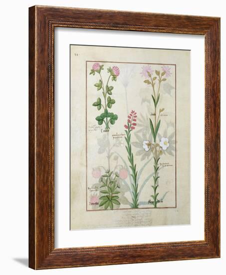 Red Clover and Aube.B: Bellidis, Onobrychis and Hyssopus, The Book of Simple Medicines-Robinet Testard-Framed Giclee Print