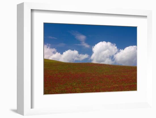 Red Clover Field, Sicily-Caroyl La Barge-Framed Photographic Print