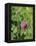 Red Clover Flowerheads (Trifolium Pratense), Chalk Grassland Meadow, Wiltshire, England, UK, Europe-Nick Upton-Framed Premier Image Canvas