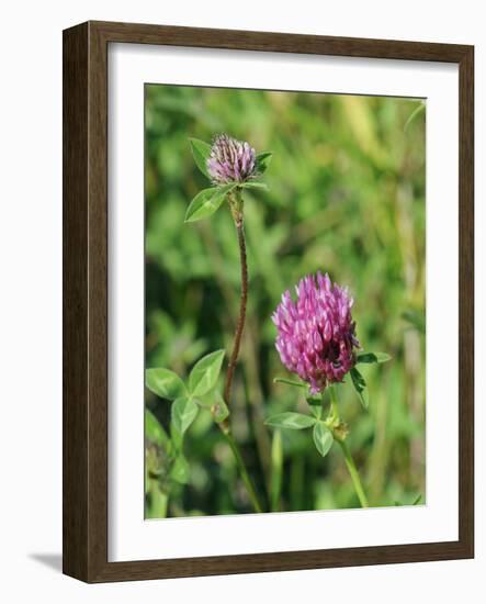 Red Clover Flowerheads (Trifolium Pratense), Chalk Grassland Meadow, Wiltshire, England, UK, Europe-Nick Upton-Framed Photographic Print