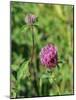 Red Clover Flowerheads (Trifolium Pratense), Chalk Grassland Meadow, Wiltshire, England, UK, Europe-Nick Upton-Mounted Photographic Print