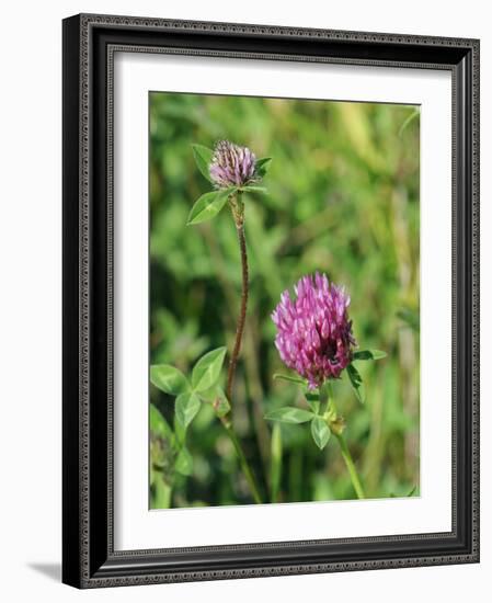 Red Clover Flowerheads (Trifolium Pratense), Chalk Grassland Meadow, Wiltshire, England, UK, Europe-Nick Upton-Framed Photographic Print