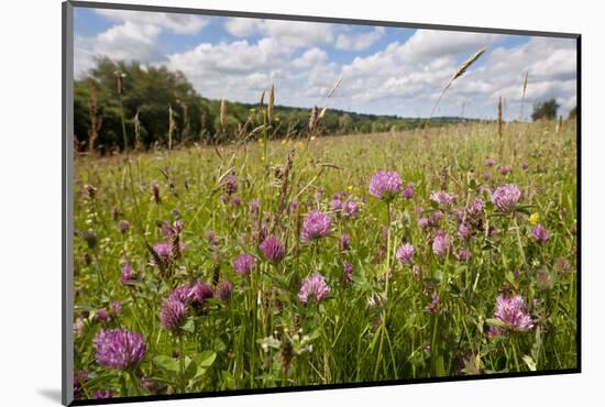 Red Clover {Trifolium Pratense} Flowering in Hay Meadow at Denmark Farm, Lampeter, Wales, UK. June-Ross Hoddinott-Mounted Photographic Print