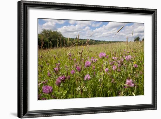 Red Clover {Trifolium Pratense} Flowering in Hay Meadow at Denmark Farm, Lampeter, Wales, UK. June-Ross Hoddinott-Framed Photographic Print