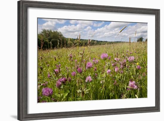 Red Clover {Trifolium Pratense} Flowering in Hay Meadow at Denmark Farm, Lampeter, Wales, UK. June-Ross Hoddinott-Framed Photographic Print