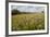 Red Clover {Trifolium Pratense} Flowering in Hay Meadow at Denmark Farm, Lampeter, Wales, UK. June-Ross Hoddinott-Framed Photographic Print