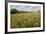 Red Clover {Trifolium Pratense} Flowering in Hay Meadow at Denmark Farm, Lampeter, Wales, UK. June-Ross Hoddinott-Framed Photographic Print