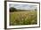 Red Clover {Trifolium Pratense} Flowering in Hay Meadow at Denmark Farm, Lampeter, Wales, UK. June-Ross Hoddinott-Framed Photographic Print