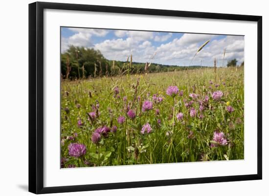 Red Clover {Trifolium Pratense} Flowering in Hay Meadow at Denmark Farm, Lampeter, Wales, UK. June-Ross Hoddinott-Framed Photographic Print