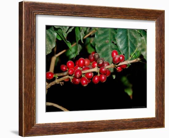 Red Coffee Beans on Plant, Coffee Plantation and Museum, Museo del Cafe, Antigua, Guatemala-Cindy Miller Hopkins-Framed Photographic Print