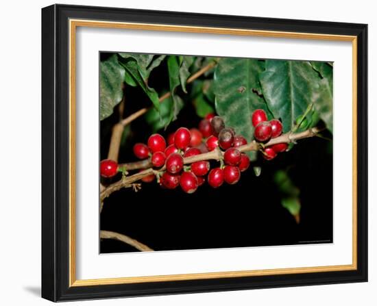 Red Coffee Beans on Plant, Coffee Plantation and Museum, Museo del Cafe, Antigua, Guatemala-Cindy Miller Hopkins-Framed Photographic Print