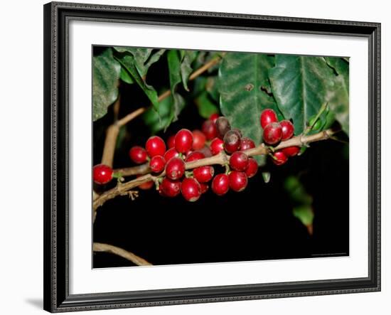 Red Coffee Beans on Plant, Coffee Plantation and Museum, Museo del Cafe, Antigua, Guatemala-Cindy Miller Hopkins-Framed Photographic Print