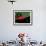 Red Coffee Beans on Plant, Coffee Plantation and Museum, Museo del Cafe, Antigua, Guatemala-Cindy Miller Hopkins-Framed Photographic Print displayed on a wall