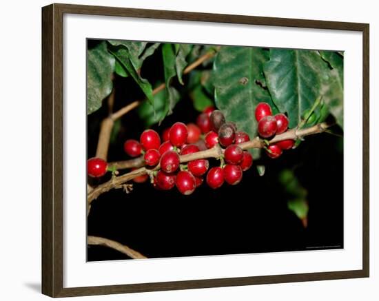 Red Coffee Beans on Plant, Coffee Plantation and Museum, Museo del Cafe, Antigua, Guatemala-Cindy Miller Hopkins-Framed Photographic Print