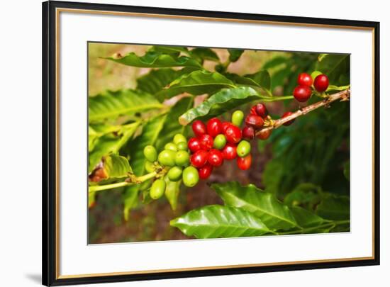Red coffee cherries on the vine at the Kauai Coffee Company, Island of Kauai, Hawaii, USA-Russ Bishop-Framed Photographic Print