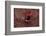 Red Coffee Cup-Steve Gadomski-Framed Photographic Print