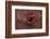 Red Coffee Cup-Steve Gadomski-Framed Photographic Print